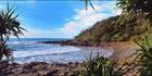Pandanus at Coolum 3 - QLD (PB 003167)
