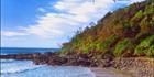 Pandanus at Coolum Vertical - QLD (PB 003168)