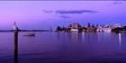Pelican - Port Macquarie - NSW (PB00 1831)