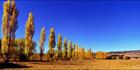 Poplars in the paddock - Armidale -NSW (PB 002901)