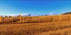Poplars on the way to Armidale -NSW (PB 002883)