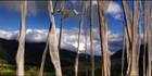 Prayer Flags H (PBH3 00 23847).jpg