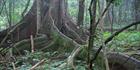 Rainforest Tree - Bunya Mountains NP - QLD