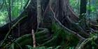 Rainforest Tree 2 - Bunya Mountains NP - QLD