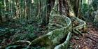 Rainforest tree 3 - Bunya Mountains NP - QLD