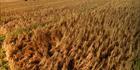 Rice Field SQ (PBH3 00 14173)