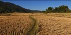 Rice Fields (PBH3 00 14178)