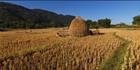 Rice Fields T (PBH3 00 14176)