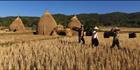 Rice Harvesting (PBH3 00 14191)