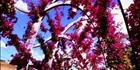 Southbank Arbour Vertical 2 (PB 002931)