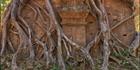 Strangler Fig - (PBH3 00 5868)