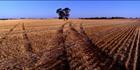 Tracks in the Field - Burra - SA  (PB00 3972)