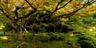 Tranquility - Japan SQ (PBH3 00 0096)