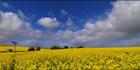 Windmill - Burra - SA T (PBH3 00 30613)
